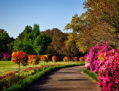 Why Online Flower Shopping Is The Way To Go